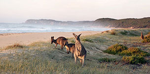 Kangaroos