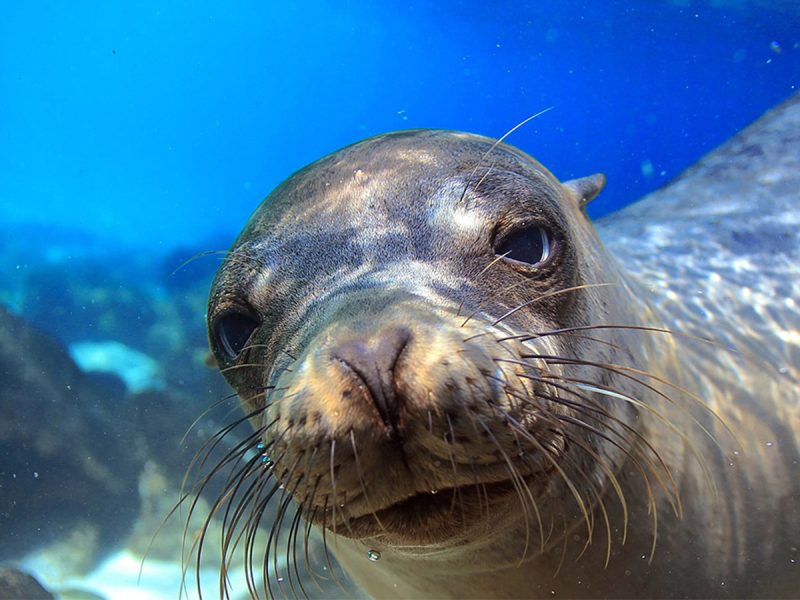 Galapagos Tours and Hotels