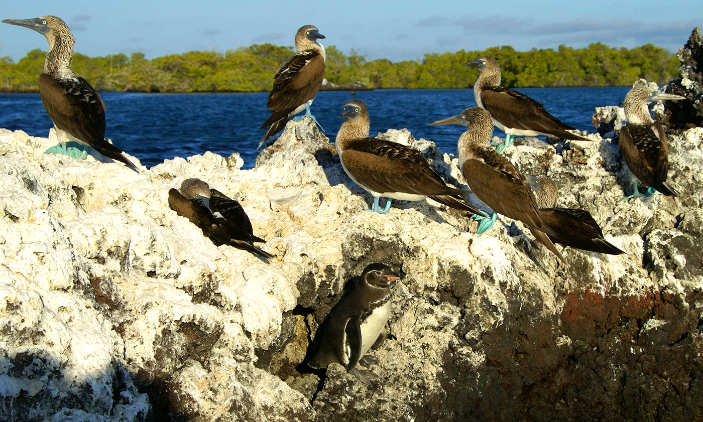 Galapagos Tours and Hotels