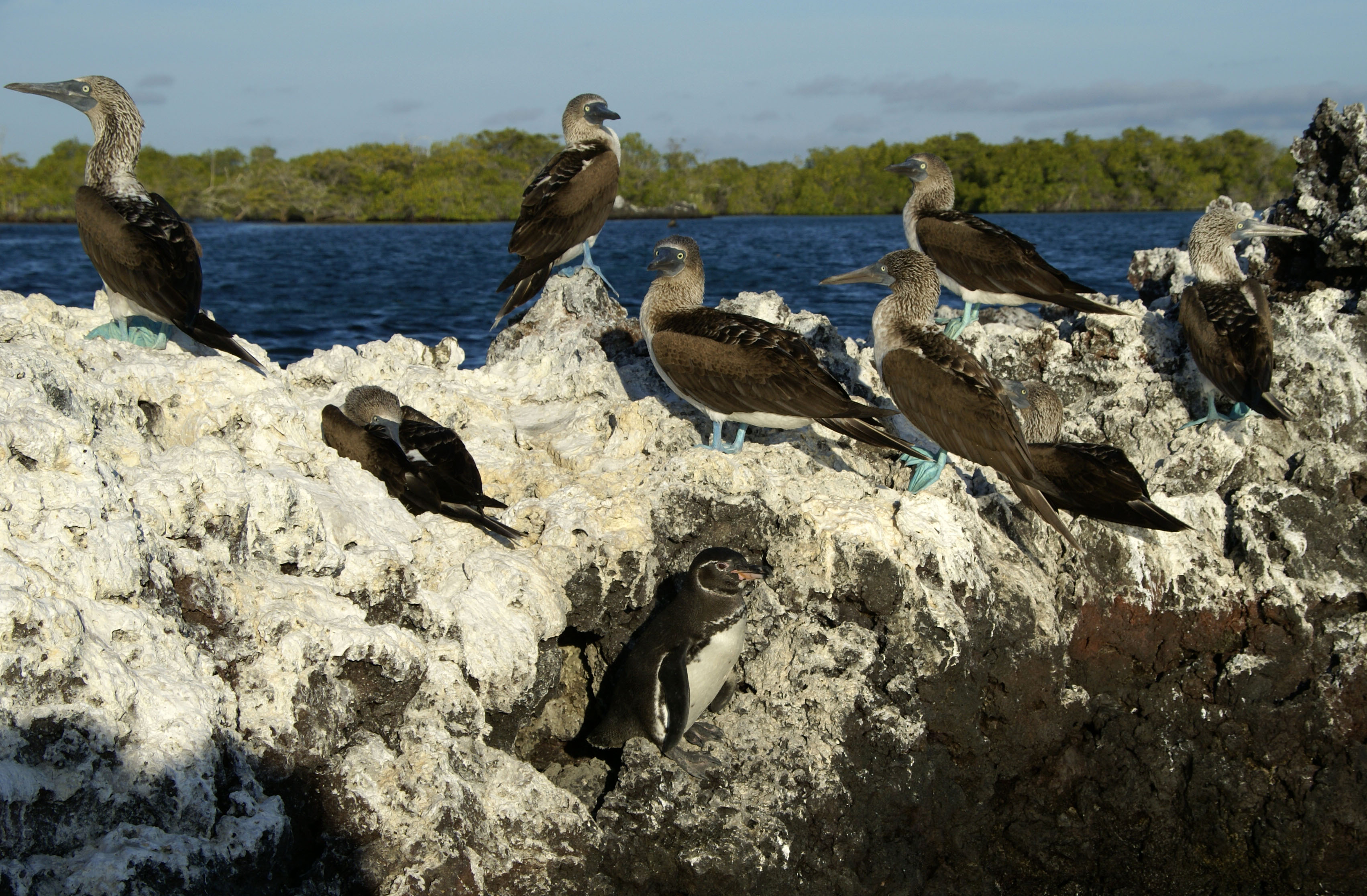 Isabela - GSV Galápagos