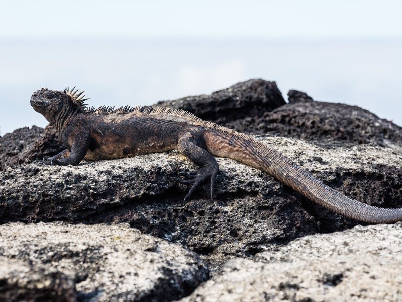 Iguana marina