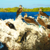 Galapagos Tours and Hotels