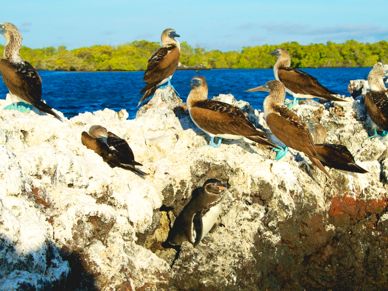 Galapagos Tours and Hotels