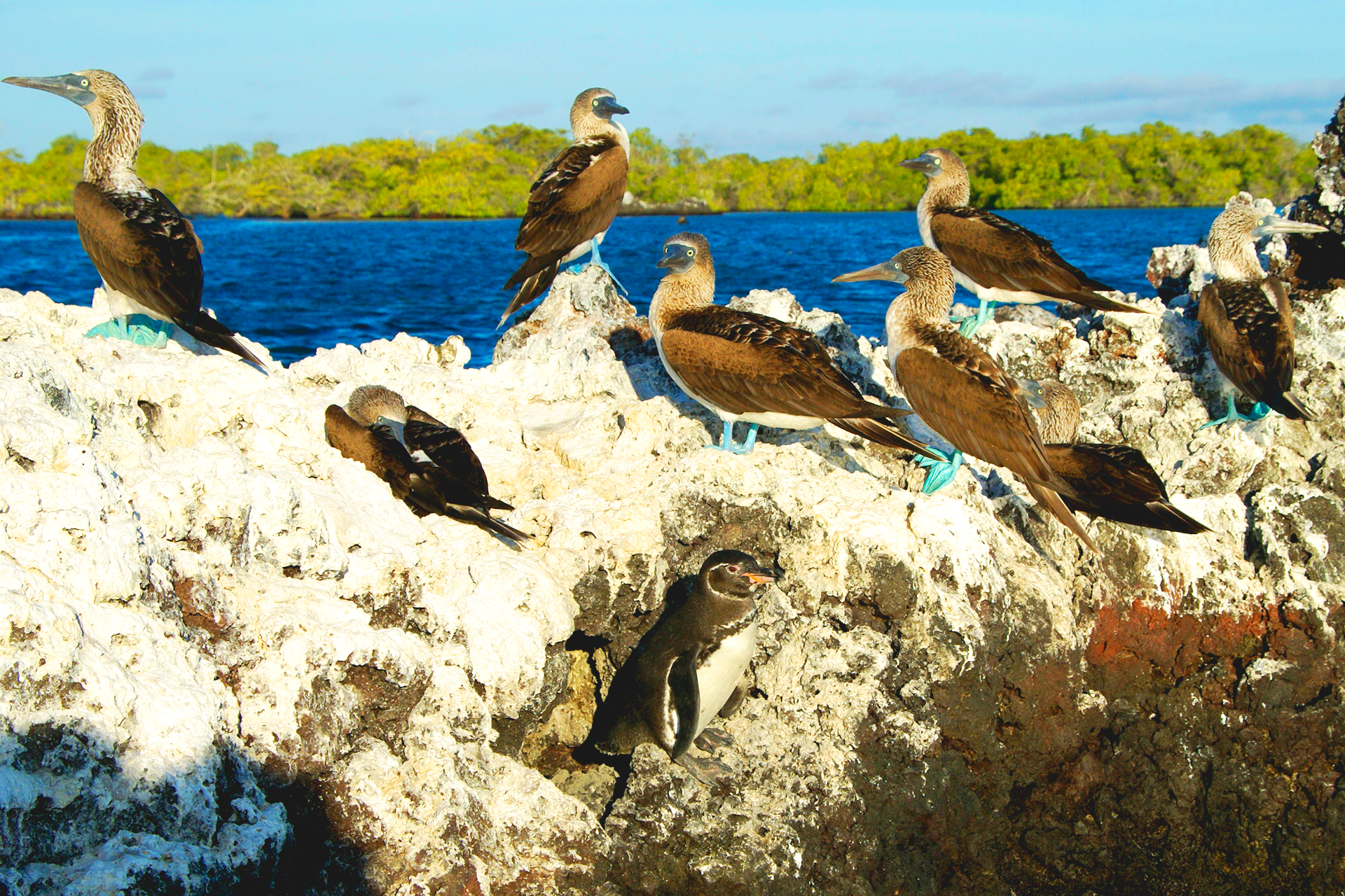 Galapagos Tours and Hotels