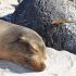 Galapagos Tours and Hotels