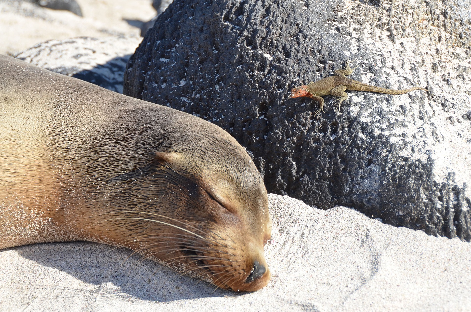 Galapagos Tours and Hotels