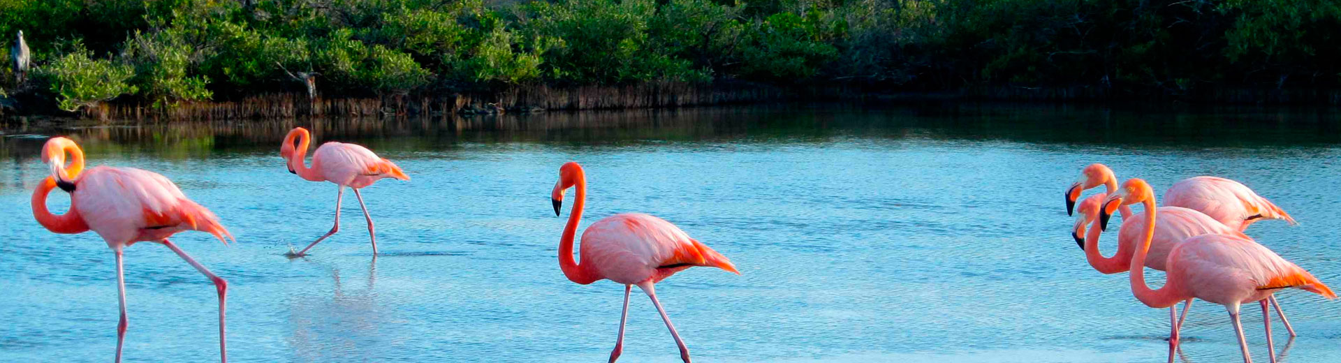 Laguna de los Flamingos