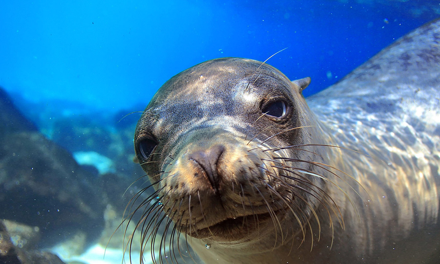 Galapagos Tours and Hotels