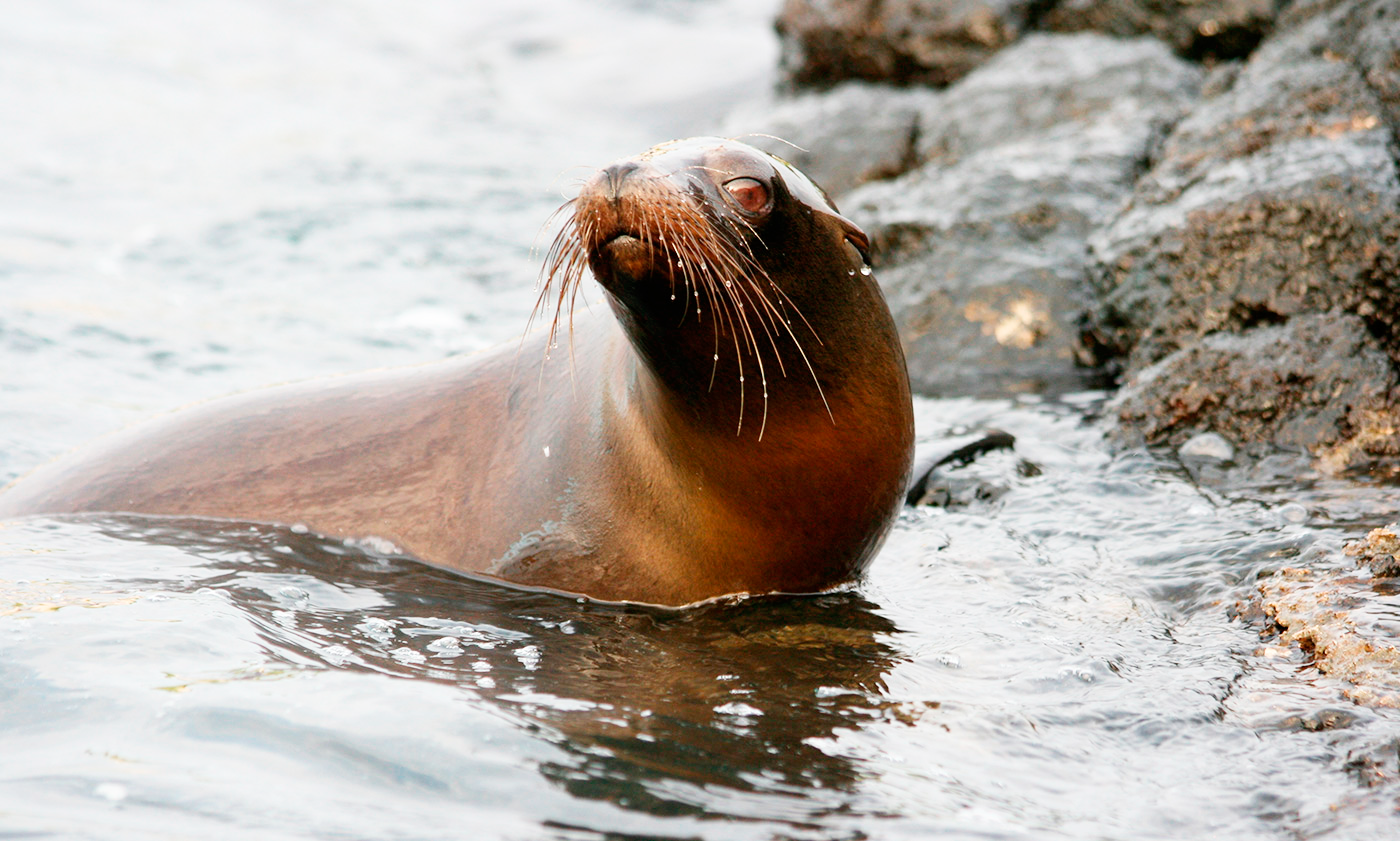 Galapagos Tours and Hotels