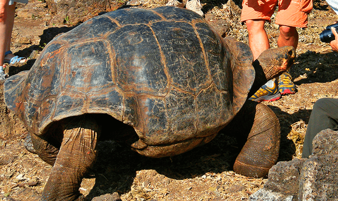 tortuga gigante galápagos